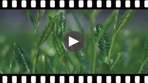 市内産宇治茶PR動画