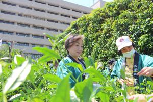 茶摘みの様子