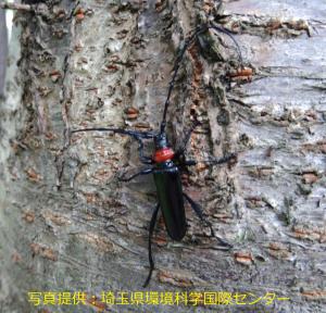 クビアカツヤカミキリ